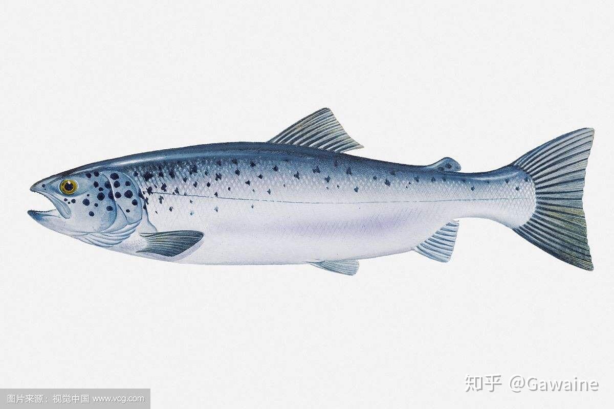 虹鳟鱼-名特食品图谱-图片