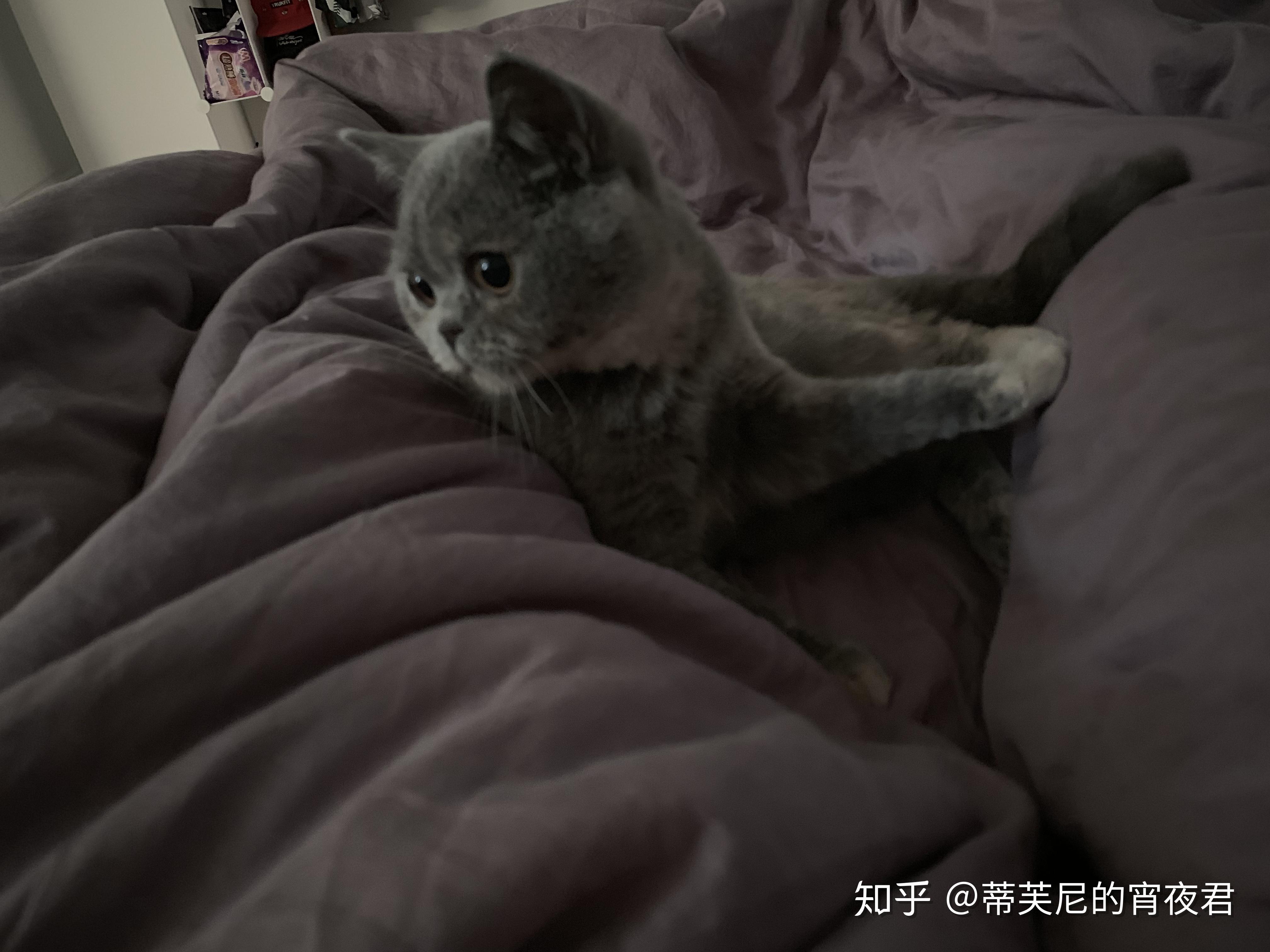 我的雌雄同体双性猫0269