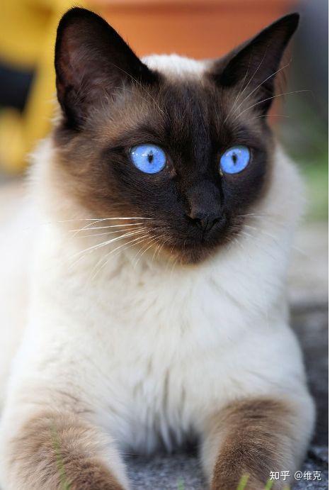 千万不能养的猫——暹罗猫,过来人的心酸泪 - 知乎