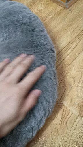 宠物猫掉毛解决办法 v2-7cd2dd2c5cd03e2665b4a8aac1a79002.jpg