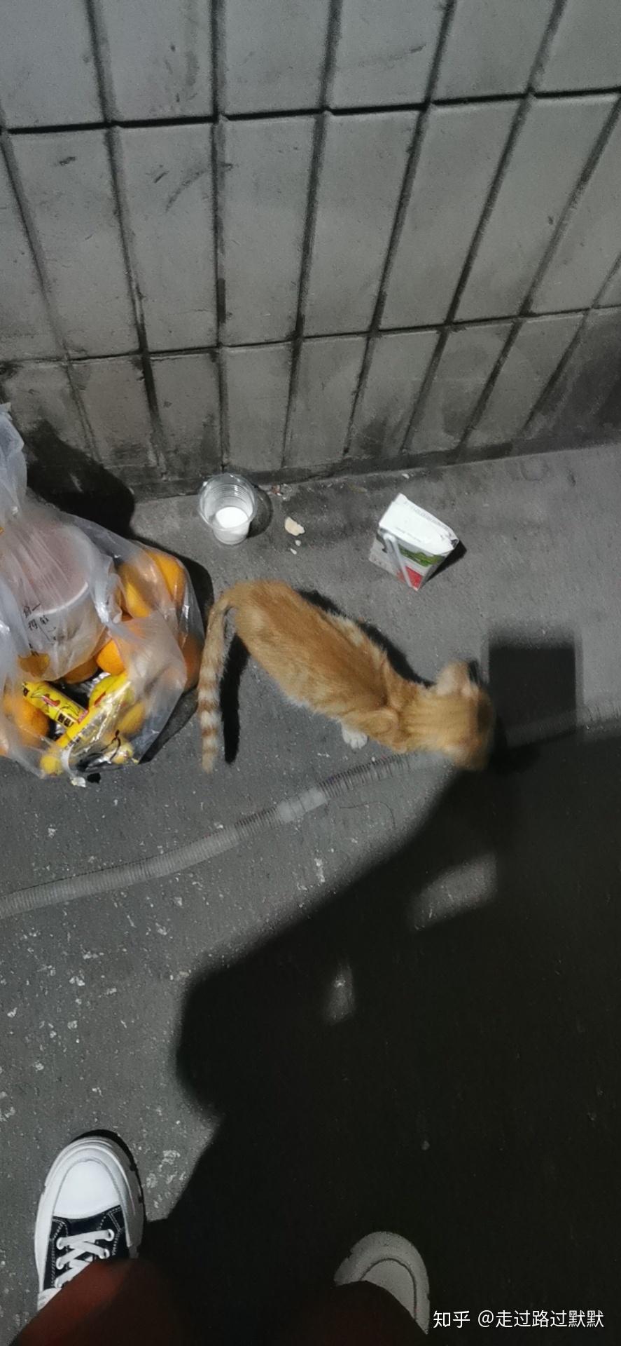 记录一段喵喵的缘分