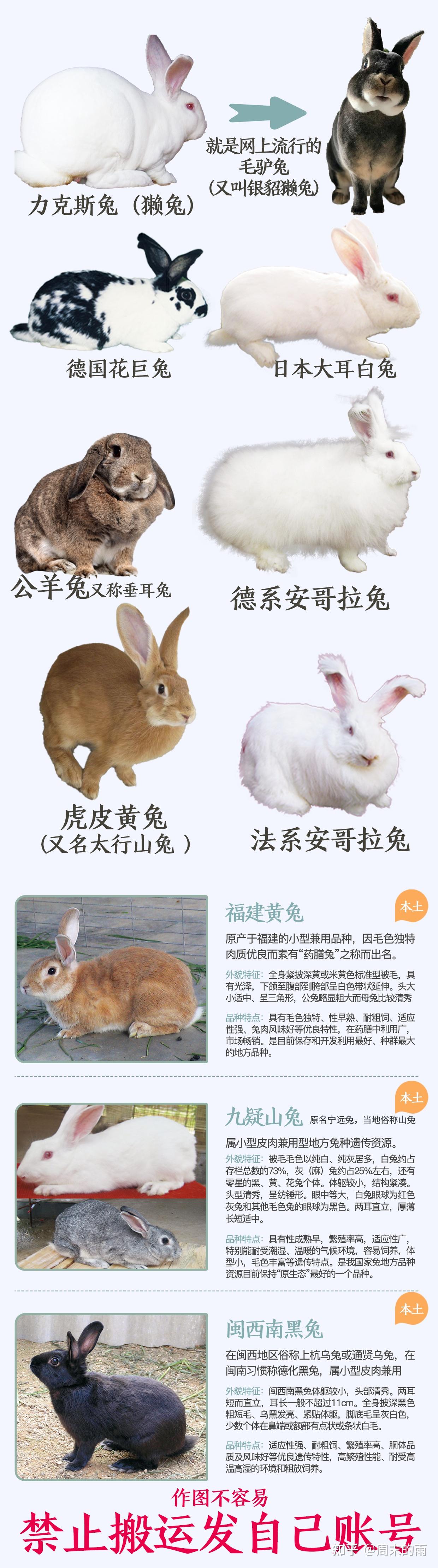 兔子品种大合集,养兔人必看 - 知乎