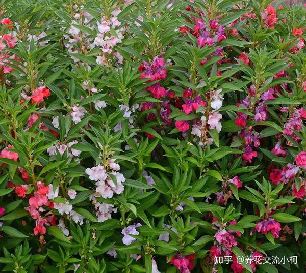 常见的指甲花、新几内亚凤仙和苏丹凤仙花,养花盆里就很容易开花 - 知乎