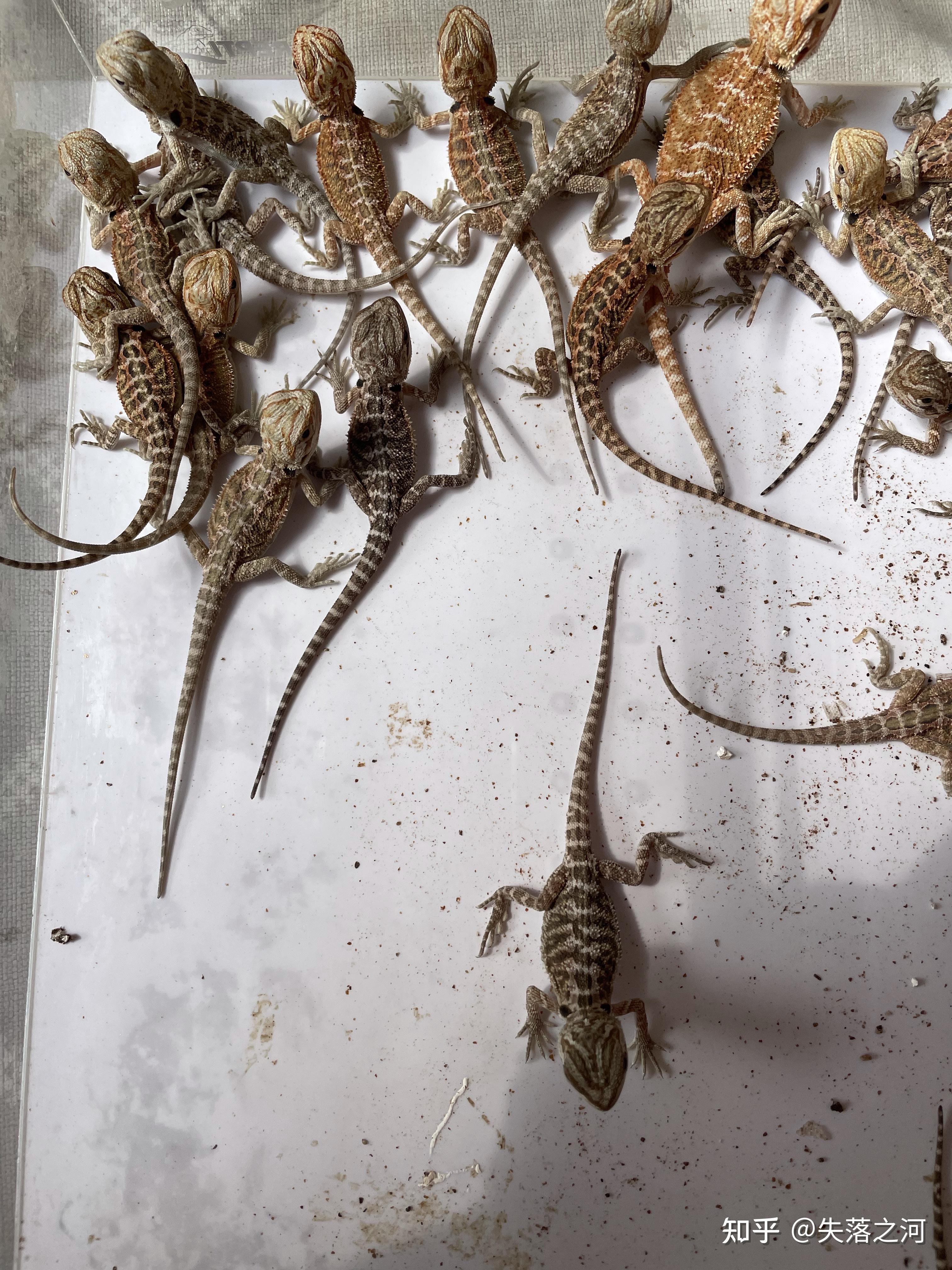 鬃狮蜥苗子20只左右有需要的吗