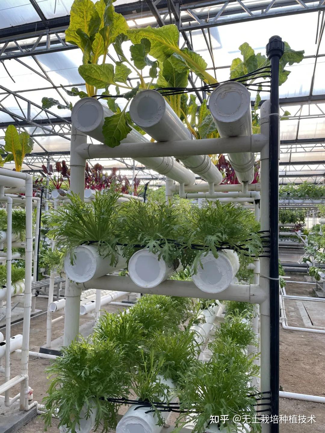 在家也能种蔬菜蔬菜栽培模式之阳台栽培