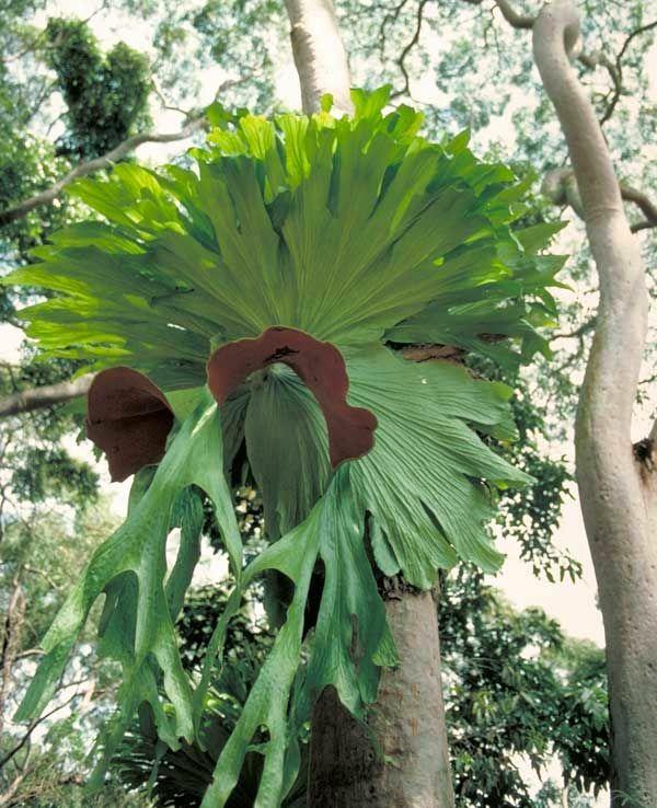 二叉鹿角蕨 - 知乎