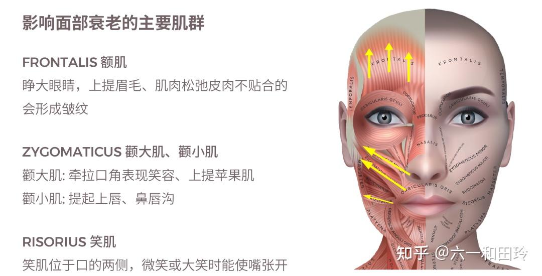 emface|不止提升,还可以让脸更有福气。 - 知乎