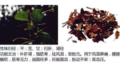 500余种中草药图  第138张