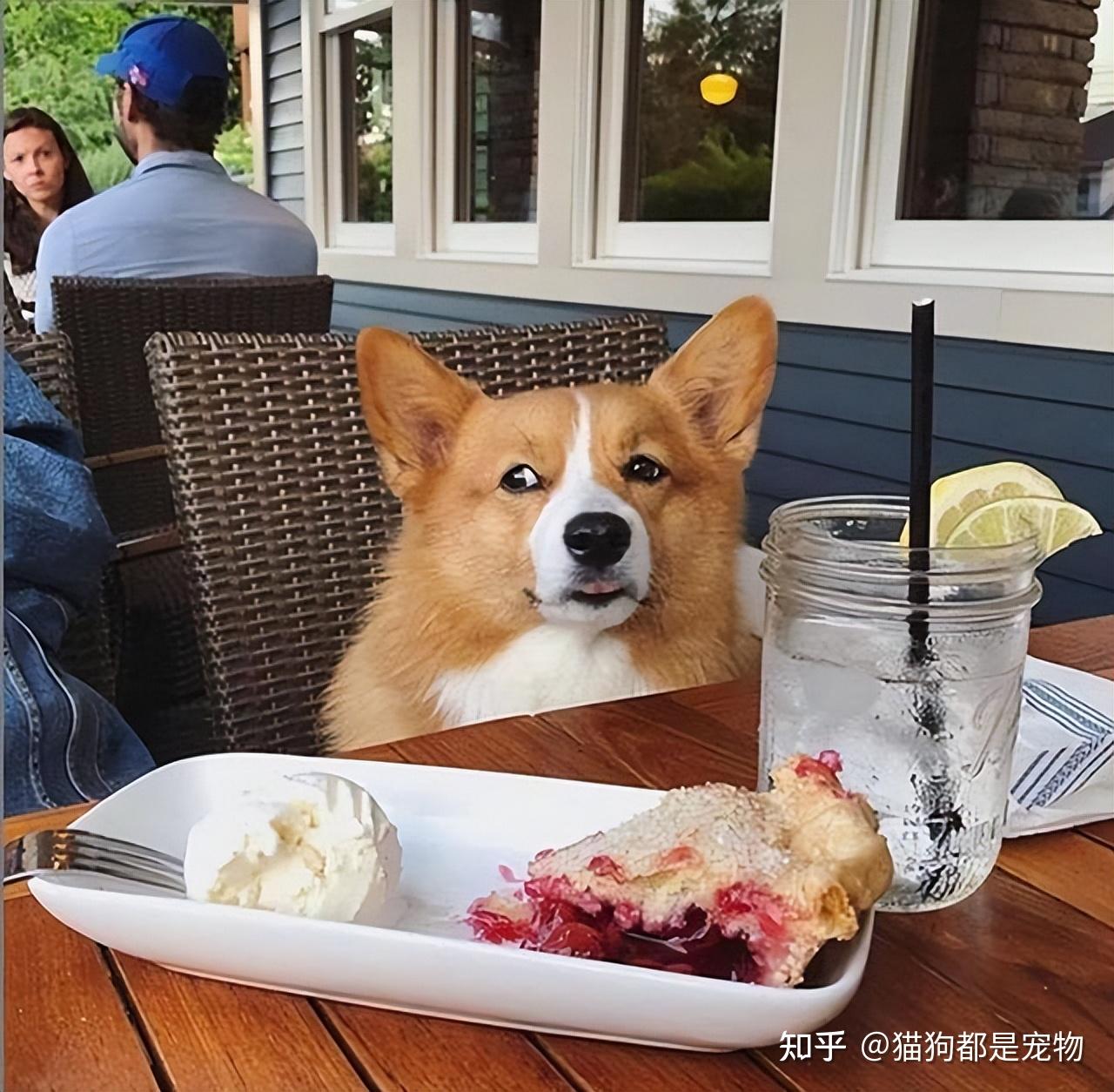 忠告:惯狗如杀狗!柯基有这几种表现,证明被你惯坏了 - 知乎