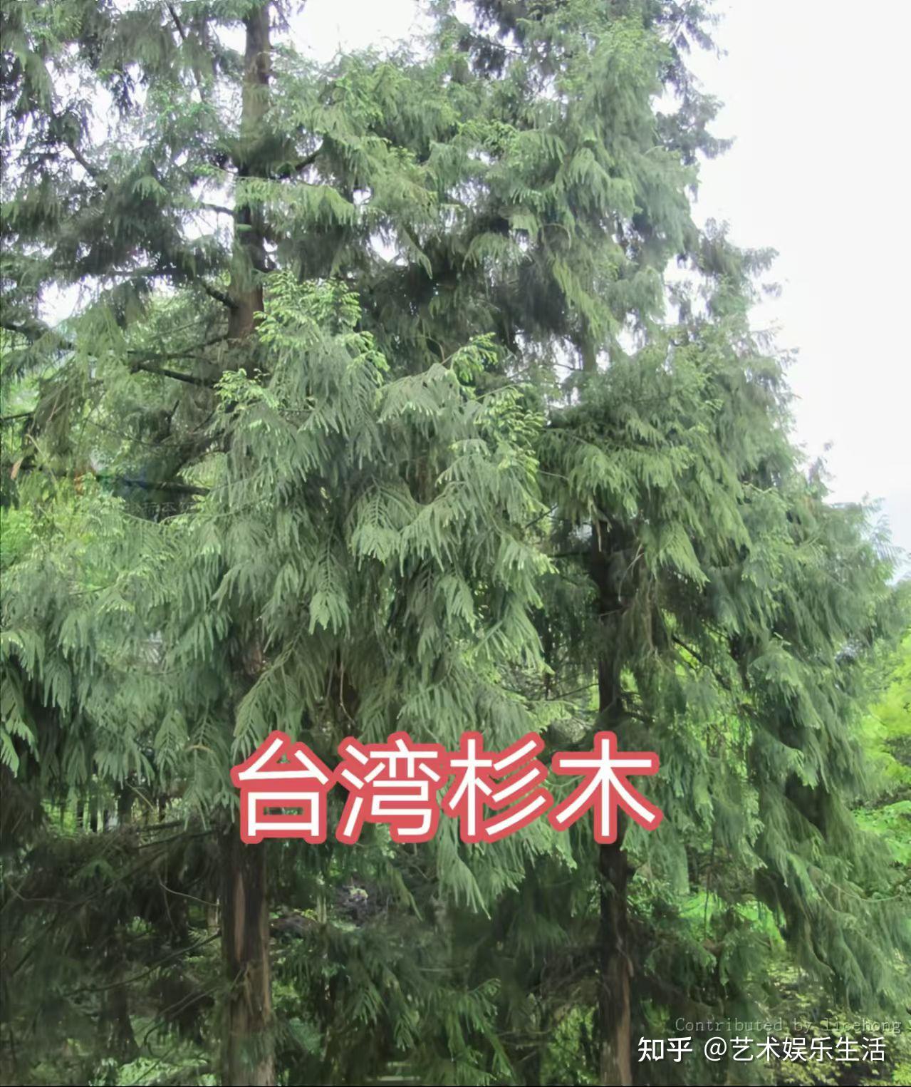 12种杉科植物,典型代表是116米高的北美红杉和5000多岁的巨杉 - 知乎