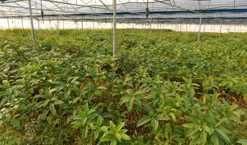 华泰药业公司推行"公司 基地 合作社 农户"的发展模式,采取"统一种苗