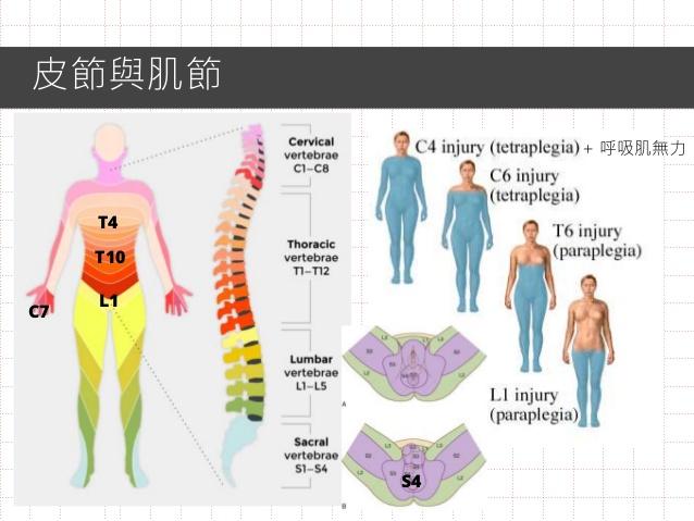 脊髓损伤康复评估