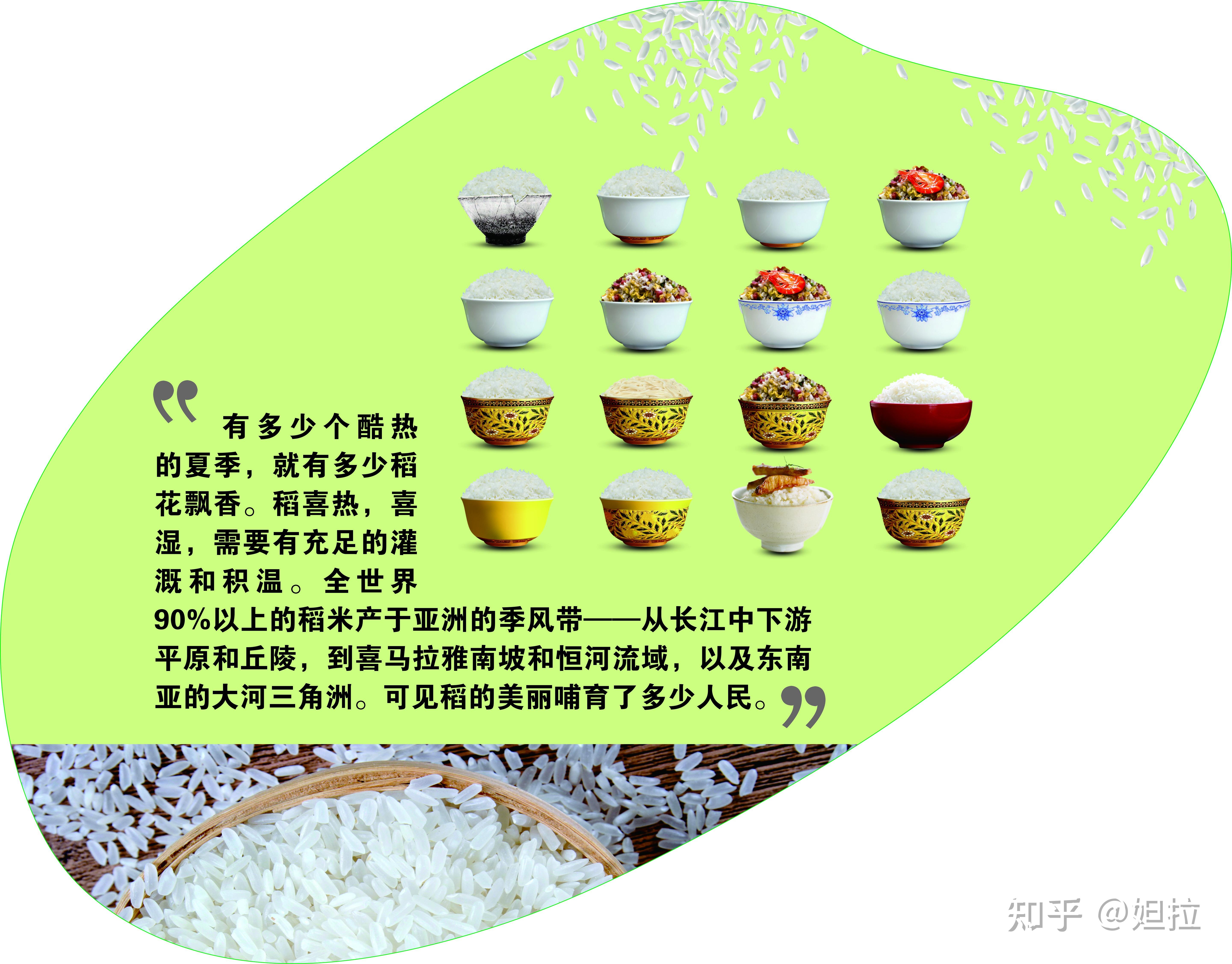 水稻文化 - 知乎