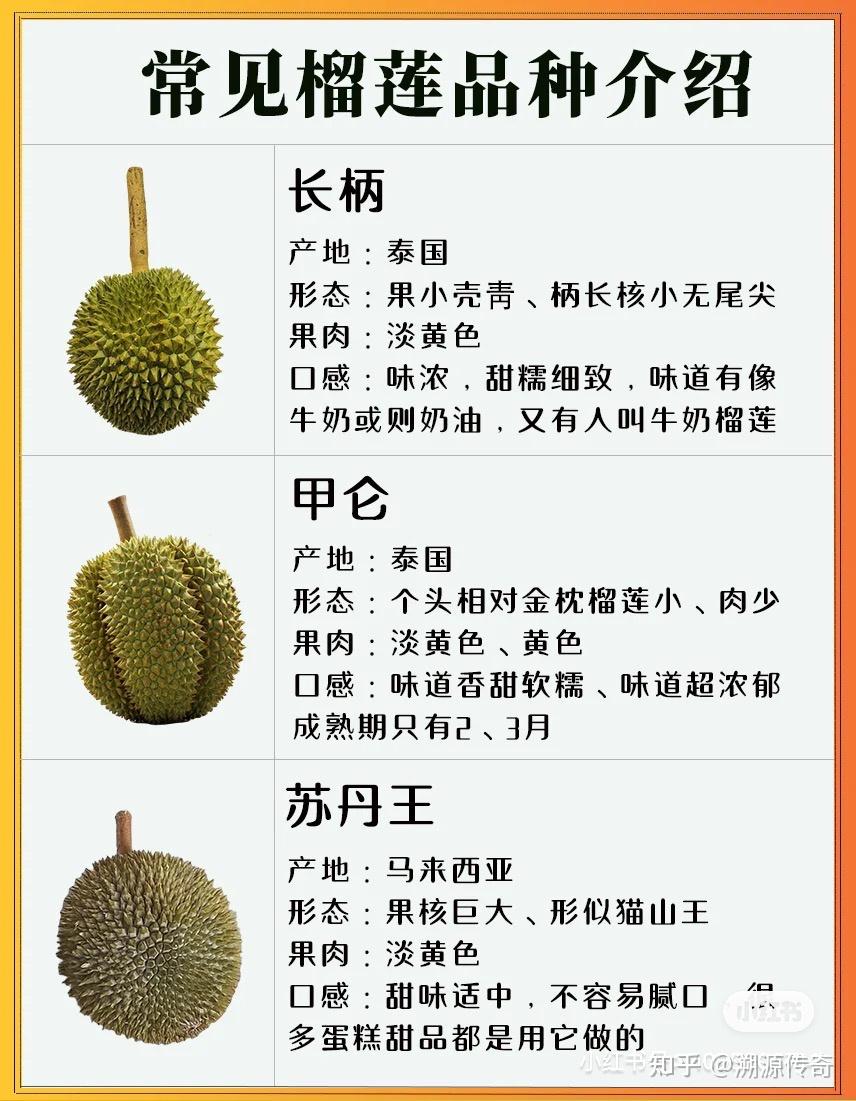 9种常见的榴莲品种介绍第一种最受欢迎