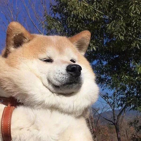 有没有类似于这种的沙雕动物头像