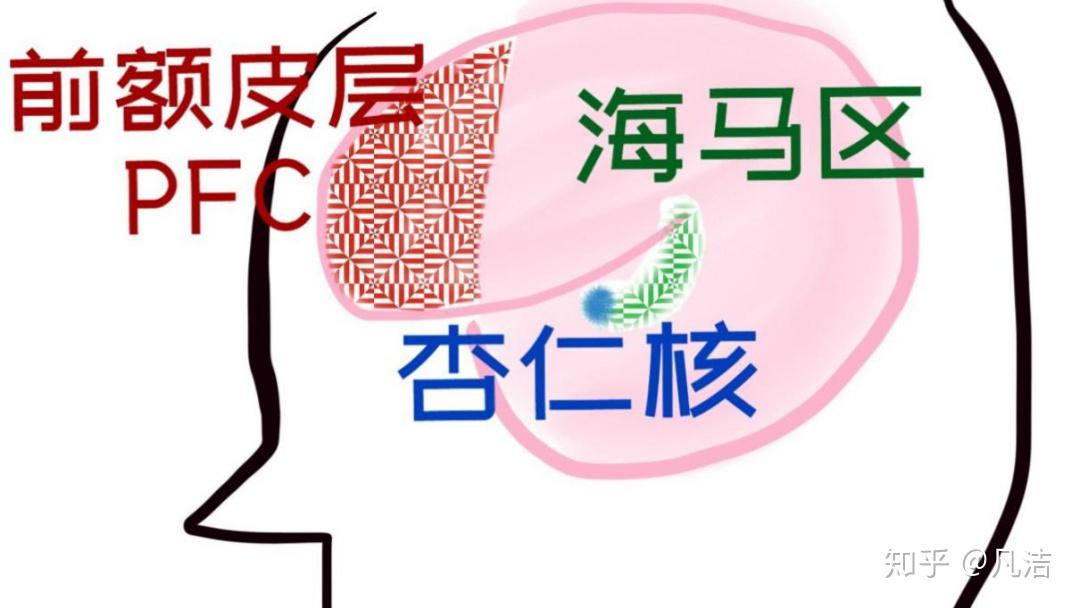 首先,pfc 大致位于我们眼睛后方,如图所见,比海马体,杏仁核大得多.