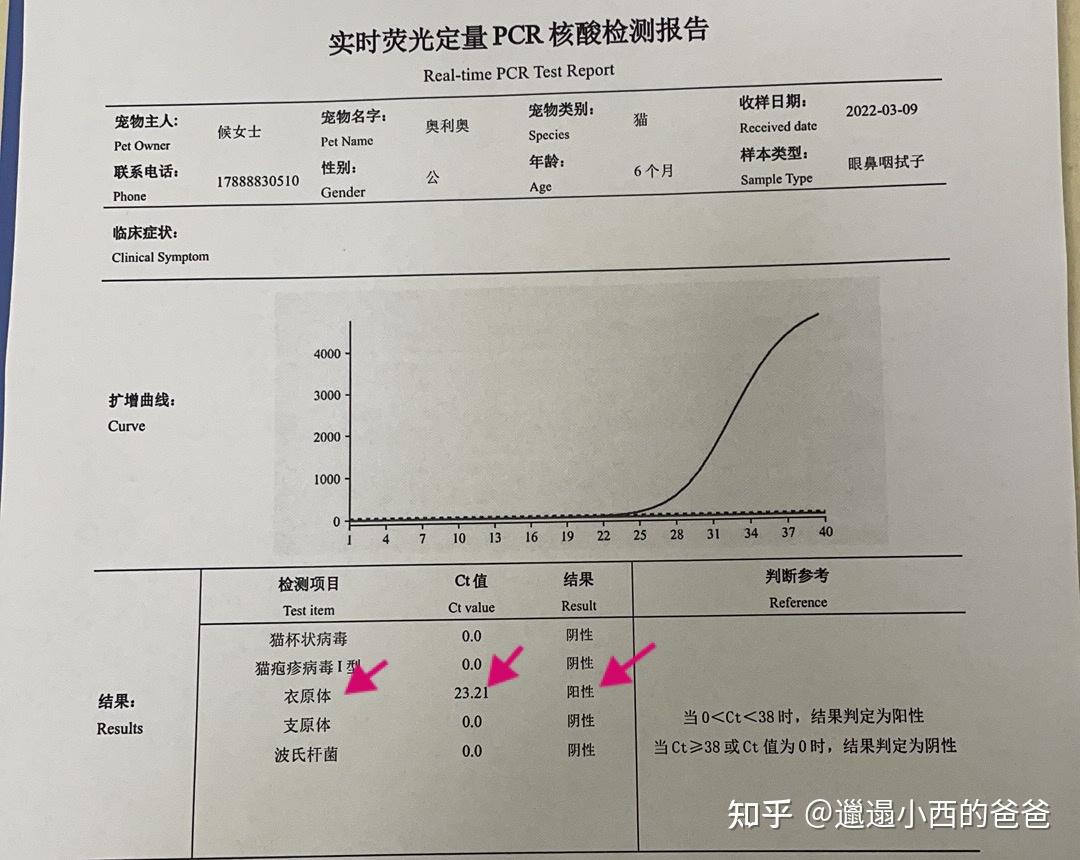 猫咪眼科:结膜炎之——衣原体 - 知乎