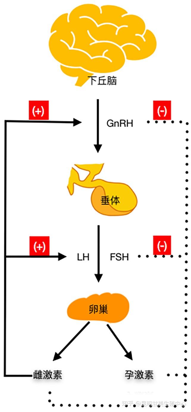 一分钟教你读懂妇科必查性激素6项