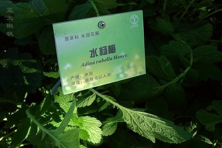 简述植物分类的等级 知乎