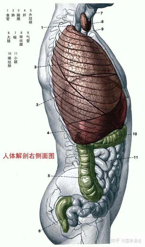 收藏保存 人体器官骨骼全图