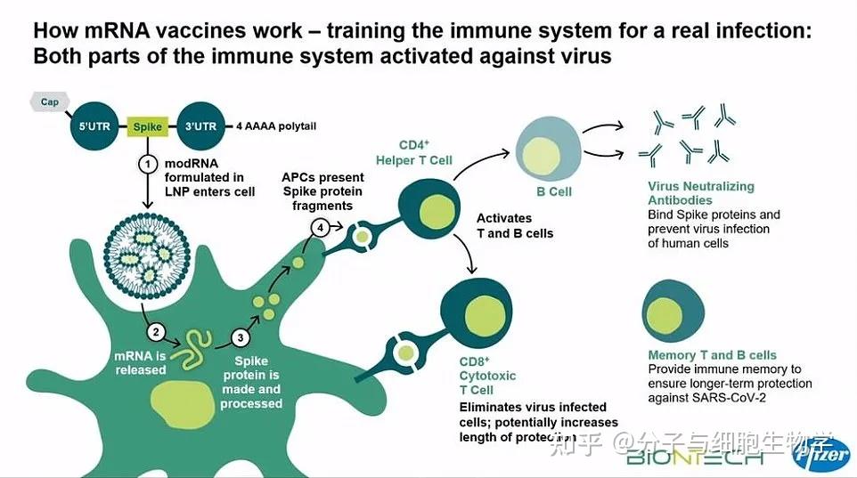 淺談mrna疫苗及其作用原理22