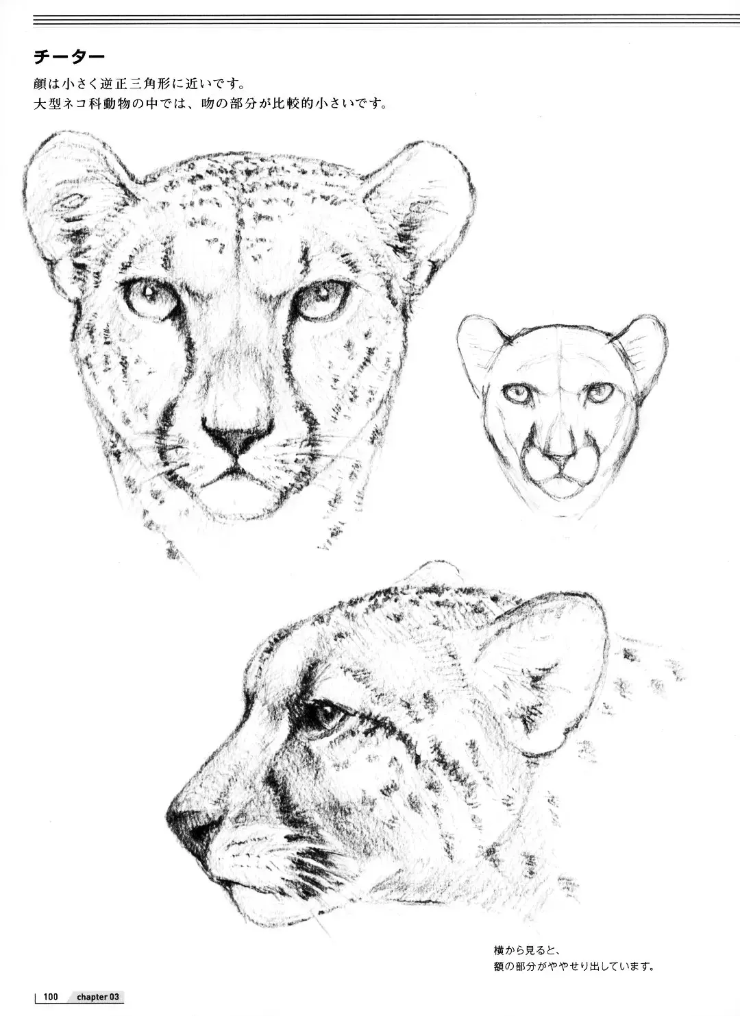 豹子简笔画：傲娇的小豹子看着确实有点可爱呀。附赠豹子的特点和生活习性 - 天天手抄报