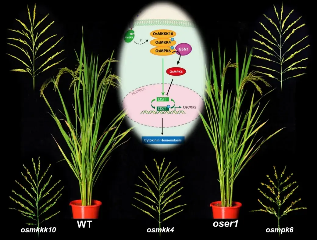 plantcell林鸿宣研究组揭示类受体激酶信号通过调控细胞分裂素代谢