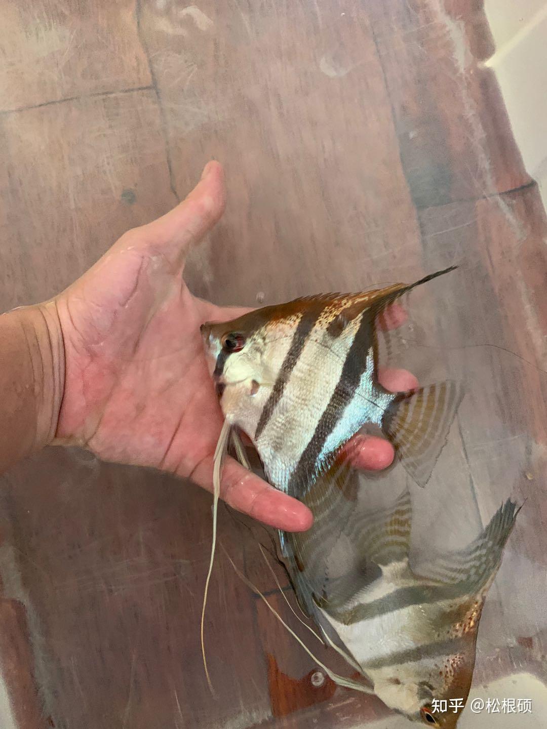 来自巴西的圣伊莎贝尔斯卡