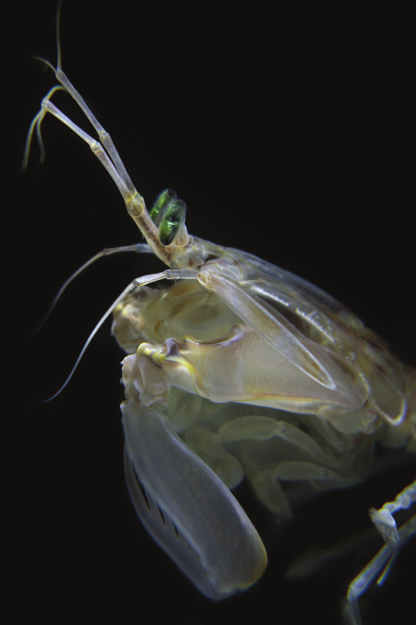螳螂虾眼睛图片