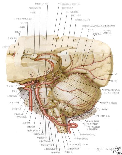 血脑屏障,脑淋巴液循环,组织液,脑膜,血睾屏障