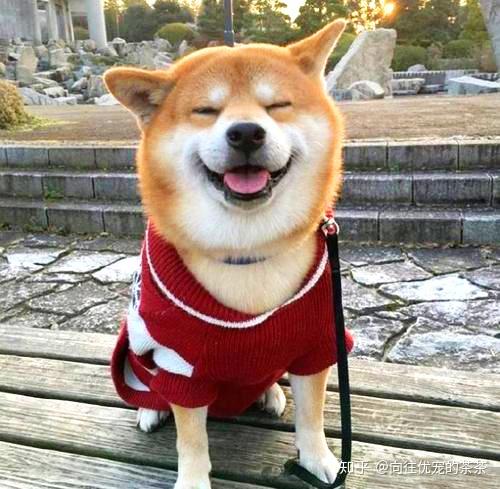 柴犬的耳朵很臭怎么回事 柴犬犬舍哪家好 柴犬哪里买好 柴犬多少钱一只 柴犬 宠物课堂 知乎