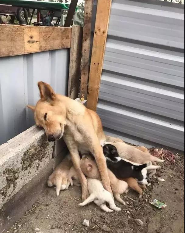 北京野生动物园狗奶妈图片