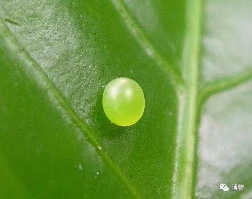 夹竹桃天蛾的卵长得像一颗颗葡萄,通常需要7天左右的时间来孵化,幼虫