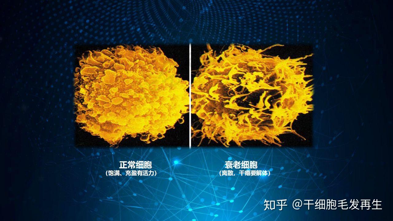 好细胞长什么样_干细胞好不好_好细胞图片