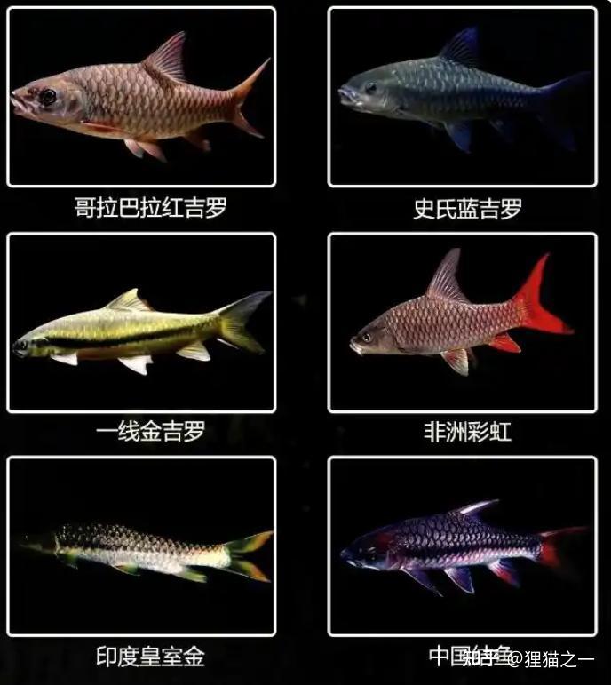 云南男子展示蓝吉罗,幽灵蓝配色很惊艳,网友:这条能换一头牛! - 知乎