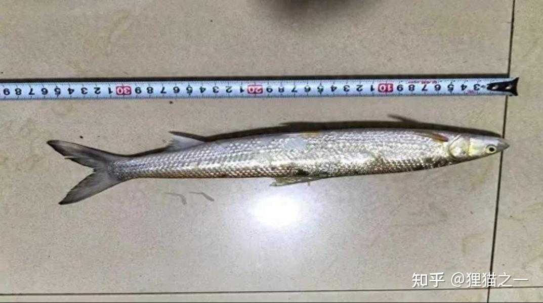 号称“长江最神秘的生物”!鳤鱼重现江湖,长江禁渔再次立奇功! - 知乎