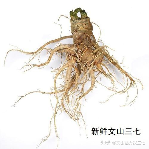 三七绒根有多大的利用价值? - 知乎