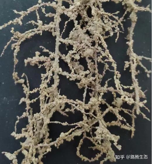 根际土壤:小心脏,大功能 - 知乎
