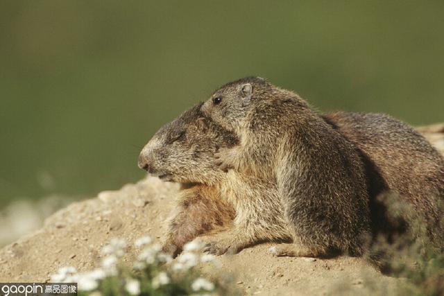 图为小土拨鼠趴在正在睡觉的土拨鼠妈妈的身上,它靠近妈妈的耳边说着