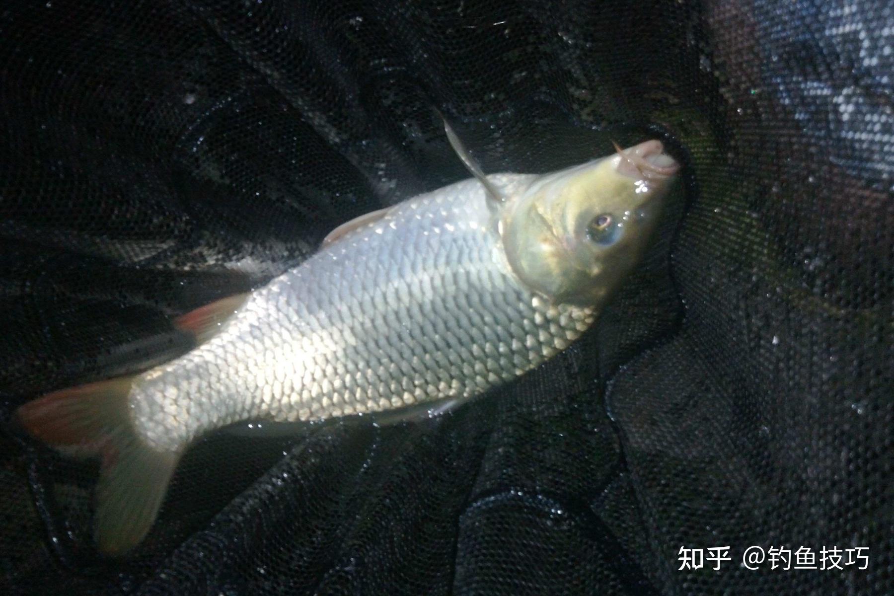 無雙等這些調節魚餌腥素比例的餌料都可以劃入適口性調節餌料的範疇