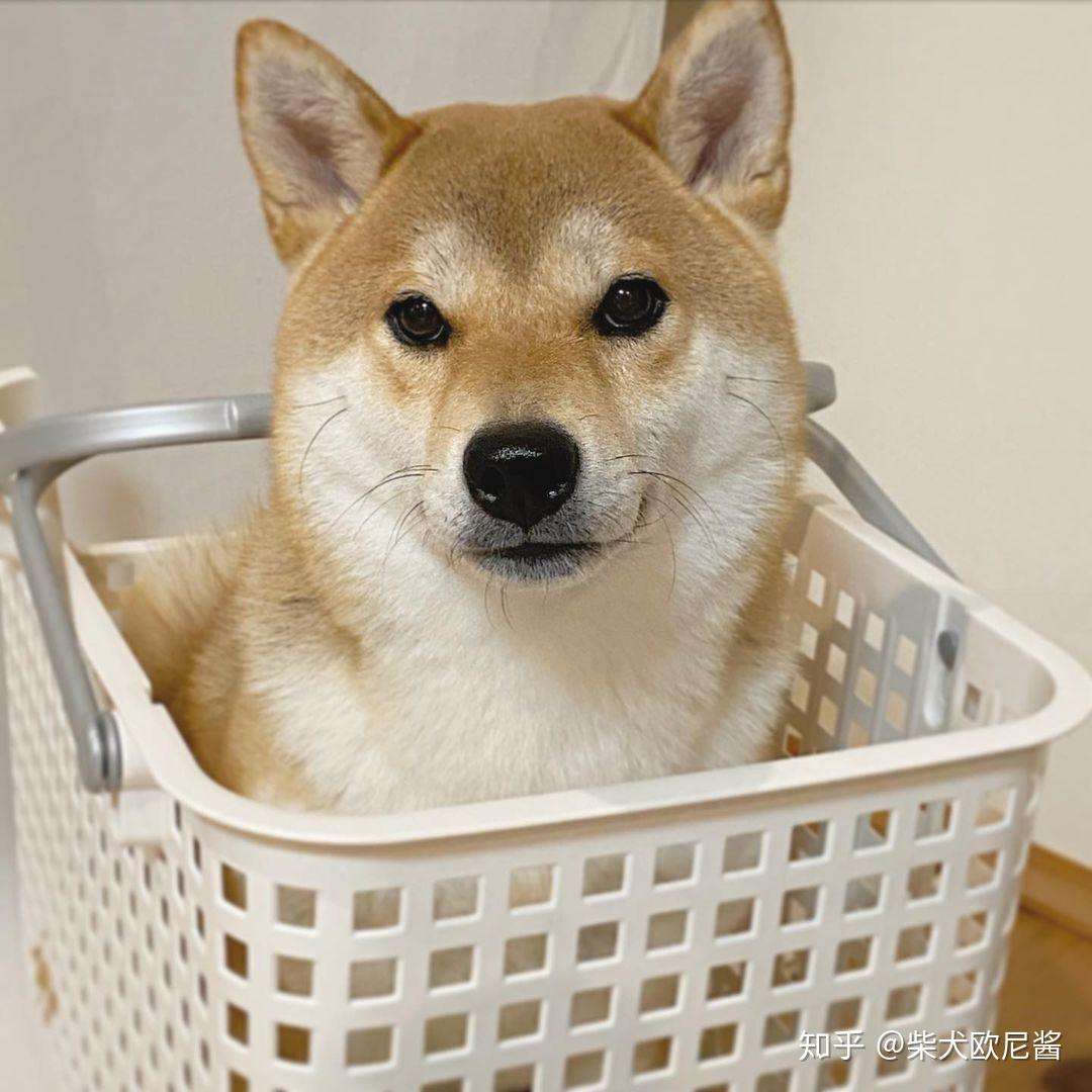 豆柴的评定标准是什么？标准豆柴长什么样？ - 知乎