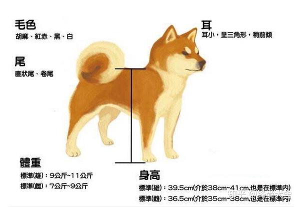 柴犬耷拉尾巴怎么办 知乎