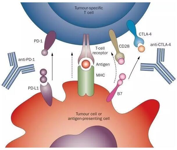 PD 1 PD L1 Tecentriq 