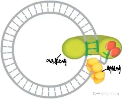环状DNA的复制 - 知乎