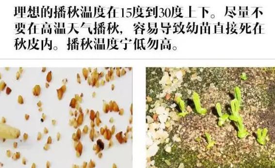 新手不容错过的多肉植物播种全过程 知乎