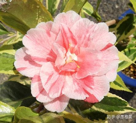 红一休(别名:小夜侘助)