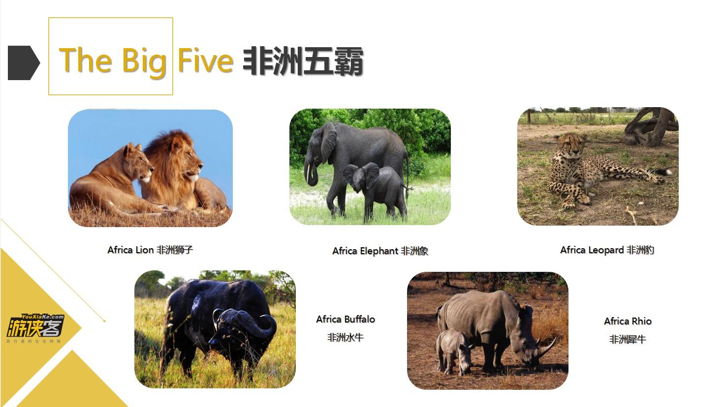 全球神奇动物集合,一篇在手撸遍全球珍稀动物
