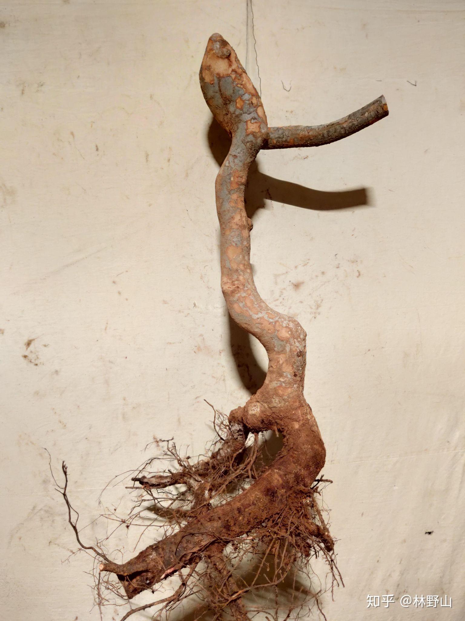 根艺盆景素材花皮榆