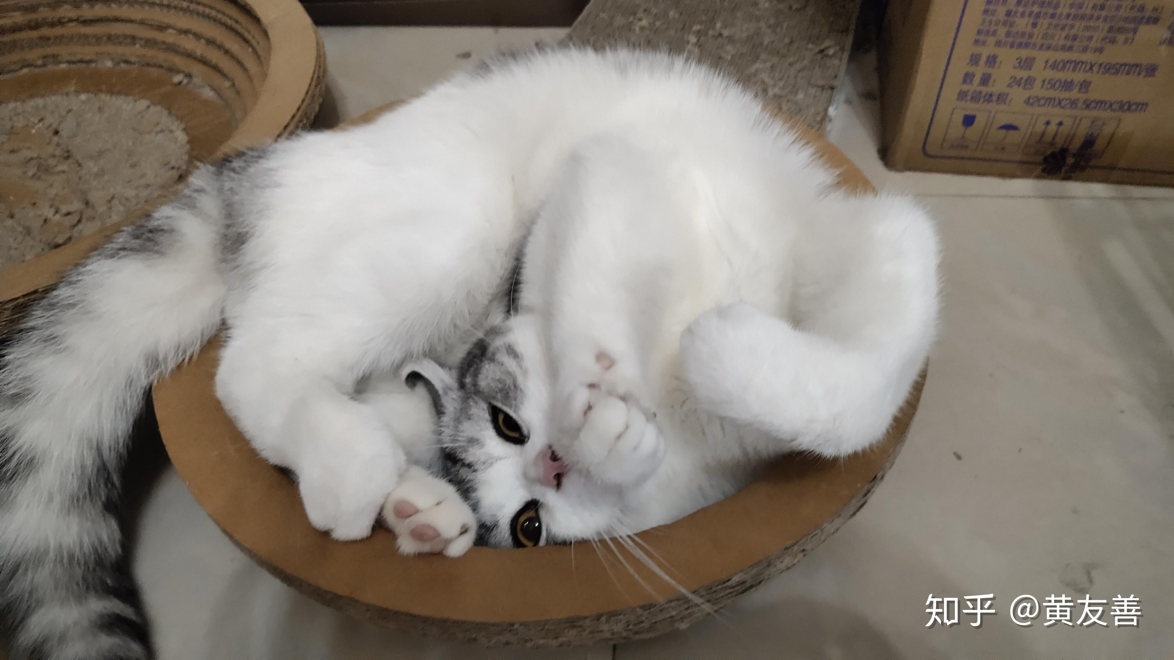 趴着睡懒觉的白猫