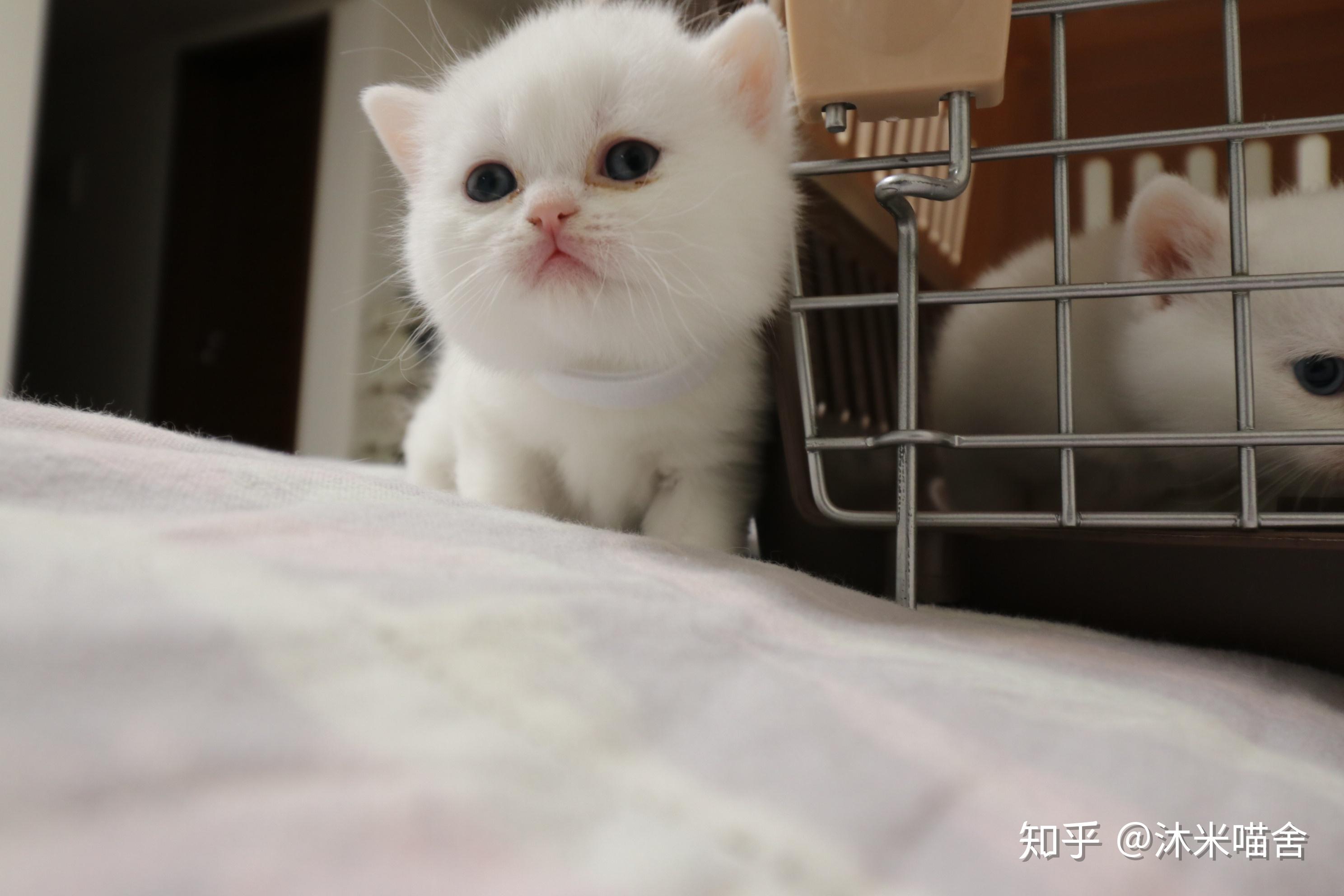 25猫妈妈:种母6-小白-英国短毛猫-纯白色猫爸爸:英短蓝白种公-松子